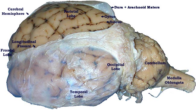 Sheep Brain Dissection Lab Companion